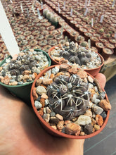 Gymnocalycium robustum LF80