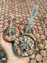 Astrophytum capricorne JV142