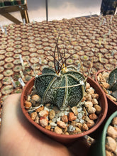 Astrophytum capricorne JV142