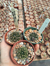 Lobivia sp. KPP2136