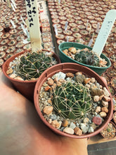 Lobivia sp. KPP2136