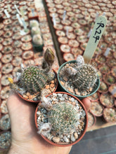 Lobivia densispina v. kreuzingeri R27