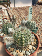 Lobivia densispina v. kreuzingeri R27