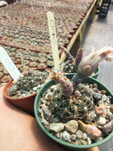 Gymnocalycium stellatum CH943