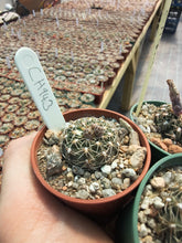 Gymnocalycium stellatum CH943