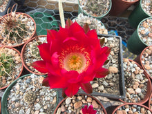 Lobivia haematantha v. pencapoma DJF266
