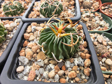 Stenocactus phyllacanthus SB112