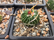Stenocactus phyllacanthus SB112
