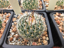 Stenocactus wippermannii CH598
