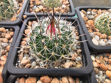 Stenocactus wippermannii CH598