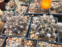 Acanthocalycium erythranthum