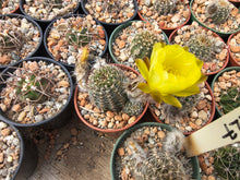 Lobivia densispina v. kreuzingeri R27