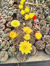 Lobivia aurea DJF389
