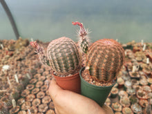 Echinocereus pectinatus