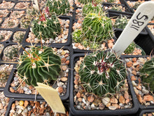 Stenocactus lamellosus SB111