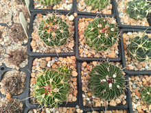 Stenocactus lamellosus SB111