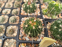 Stenocactus lamellosus SB111