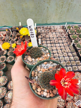 Mediolobivia brunescens WR480
