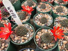 Mediolobivia brunescens WR480