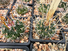 Stenocactus erectocenterus