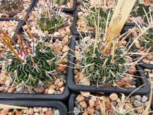 Stenocactus erectocenterus