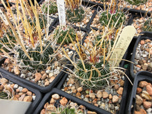 Stenocactus crispatus NAGL 83.001