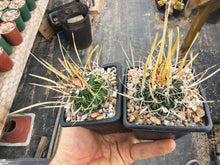 Stenocactus crispatus NAGL 83.001