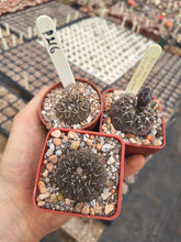 Gymnocalycium platygonum P216