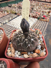 Gymnocalycium platygonum P216