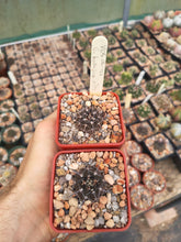 Gymnocalycium bodenbendarianum ssp. piltziorum VoS126