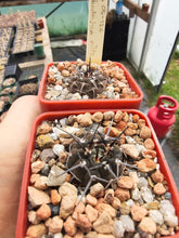 Gymnocalycium bodenbendarianum ssp. piltziorum VoS126