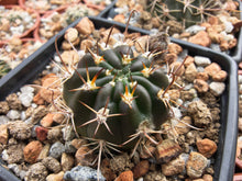 Lobivia haematantha v. viridis WR709a
