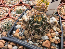 Lobivia haematantha v. viridis WR709a