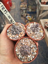 Gymnocalycium prochazkianum JPR 95-184/562A