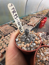 Gymnocalycium prochazkianum JPR 95-184/562A