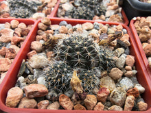 Mediolobivia steinmannii var. brachyantha R297a