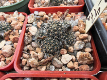 Mediolobivia steinmannii var. brachyantha R297a