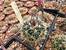 Stenocactus zacatacasensis PP63