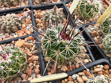 Stenocactus zacatacasensis PP63