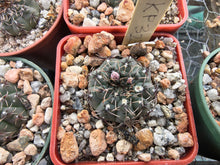 Gymnocalycium stellatum KP325