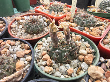 Gymnocalycium stellatum KP325