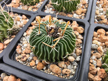 Stenocactus pentacanthus tulensis PP408