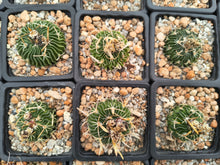 Stenocactus pentacanthus tulensis PP408
