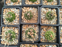 Stenocactus pentacanthus tulensis PP408