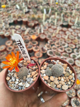 Aylostera heliosa TB206.3