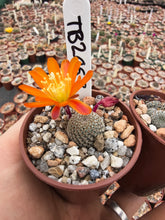 Aylostera heliosa TB206.3