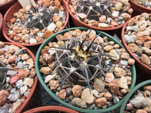 Gymnocalycium spegazzinii JN94