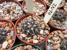 Gymnocalycium spegazzinii JN94
