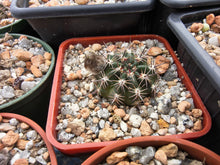 Lobivia haematantha v. pencapoma P232