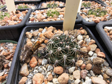 Lobivia haematantha v. pencapoma P232